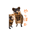 ハッピーアニマル_クオッカワラビー35（個別スタンプ：8）