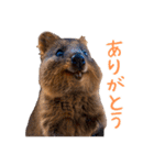 ハッピーアニマル_クオッカワラビー35（個別スタンプ：10）