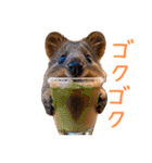 ハッピーアニマル_クオッカワラビー35（個別スタンプ：12）