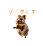 ハッピーアニマル_クオッカワラビー35（個別スタンプ：13）