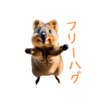 ハッピーアニマル_クオッカワラビー35（個別スタンプ：21）