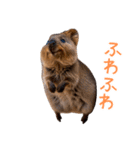 ハッピーアニマル_クオッカワラビー35（個別スタンプ：27）