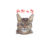 さんげんしょくチビ（個別スタンプ：8）