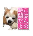 賢賢犬（かしこかしこドッグ）1（個別スタンプ：1）