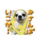 賢賢犬（かしこかしこドッグ）1（個別スタンプ：2）