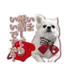 賢賢犬（かしこかしこドッグ）1（個別スタンプ：3）