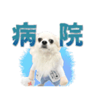 賢賢犬（かしこかしこドッグ）1（個別スタンプ：4）