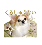 賢賢犬（かしこかしこドッグ）1（個別スタンプ：5）