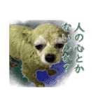 賢賢犬（かしこかしこドッグ）1（個別スタンプ：6）
