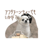 賢賢犬（かしこかしこドッグ）1（個別スタンプ：7）