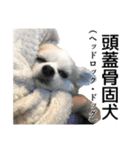賢賢犬（かしこかしこドッグ）1（個別スタンプ：8）