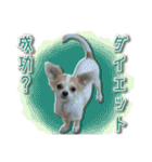 賢賢犬（かしこかしこドッグ）1（個別スタンプ：9）
