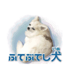 賢賢犬（かしこかしこドッグ）1（個別スタンプ：10）