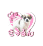 賢賢犬（かしこかしこドッグ）1（個別スタンプ：11）