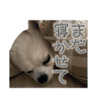 賢賢犬（かしこかしこドッグ）1（個別スタンプ：13）