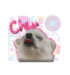 賢賢犬（かしこかしこドッグ）1（個別スタンプ：14）