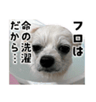 賢賢犬（かしこかしこドッグ）1（個別スタンプ：15）