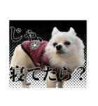 賢賢犬（かしこかしこドッグ）1（個別スタンプ：16）