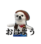 賢賢犬（かしこかしこドッグ）1（個別スタンプ：17）
