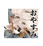 賢賢犬（かしこかしこドッグ）1（個別スタンプ：18）