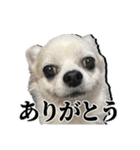 賢賢犬（かしこかしこドッグ）1（個別スタンプ：19）