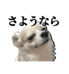 賢賢犬（かしこかしこドッグ）1（個別スタンプ：20）