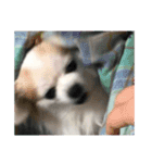 賢賢犬（かしこかしこドッグ）1（個別スタンプ：22）