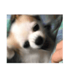 賢賢犬（かしこかしこドッグ）1（個別スタンプ：23）
