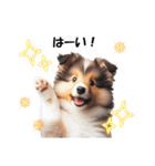 かわいいシェルティの犬スタンプ（個別スタンプ：5）