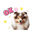 かわいいシェルティの犬スタンプ（個別スタンプ：6）