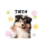 かわいいシェルティの犬スタンプ（個別スタンプ：8）