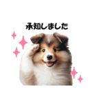 かわいいシェルティの犬スタンプ（個別スタンプ：9）