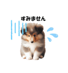 かわいいシェルティの犬スタンプ（個別スタンプ：10）