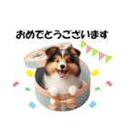 かわいいシェルティの犬スタンプ（個別スタンプ：14）