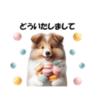かわいいシェルティの犬スタンプ（個別スタンプ：16）