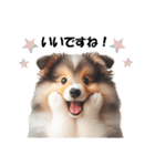 かわいいシェルティの犬スタンプ（個別スタンプ：17）