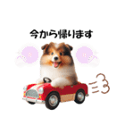 かわいいシェルティの犬スタンプ（個別スタンプ：20）