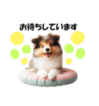 かわいいシェルティの犬スタンプ（個別スタンプ：21）