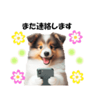 かわいいシェルティの犬スタンプ（個別スタンプ：23）