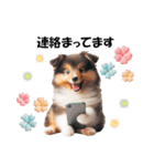 かわいいシェルティの犬スタンプ（個別スタンプ：24）