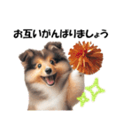 かわいいシェルティの犬スタンプ（個別スタンプ：26）