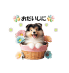 かわいいシェルティの犬スタンプ（個別スタンプ：27）