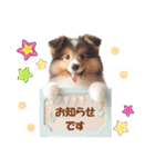 かわいいシェルティの犬スタンプ（個別スタンプ：28）