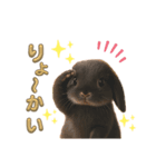 しろいうさぎとくろいうさぎPart3（個別スタンプ：4）