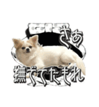 賢賢犬（かしこかしこドッグ）2（個別スタンプ：2）