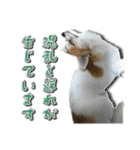 賢賢犬（かしこかしこドッグ）2（個別スタンプ：4）
