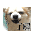 賢賢犬（かしこかしこドッグ）2（個別スタンプ：5）