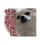 賢賢犬（かしこかしこドッグ）2（個別スタンプ：6）