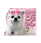 賢賢犬（かしこかしこドッグ）2（個別スタンプ：7）