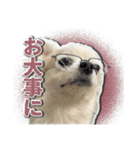 賢賢犬（かしこかしこドッグ）2（個別スタンプ：8）